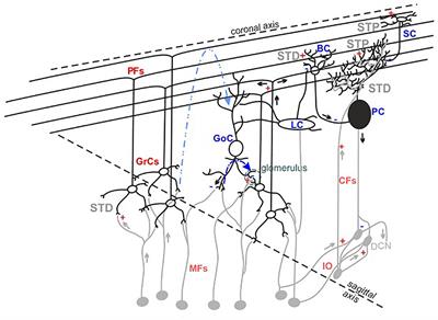 Discovering Microcircuit Secrets With Multi-Spot Imaging and Electrophysiological Recordings: The Example of Cerebellar Network Dynamics